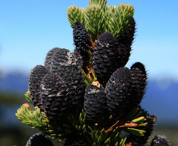 Fir subalpine Compacta