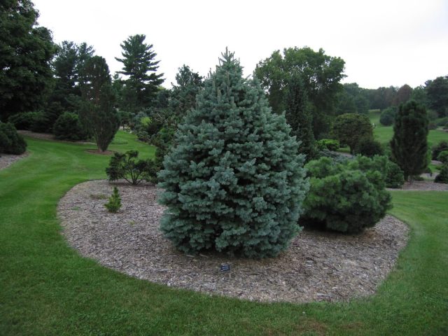 Fir subalpine Compacta