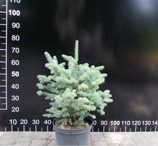 Fir subalpine Compacta