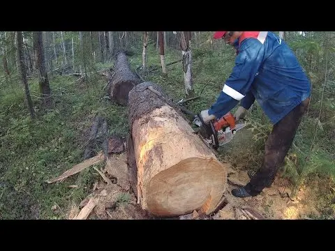 Firewood for own needs