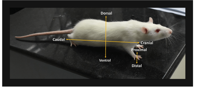 First living limb from the lab, rat so far