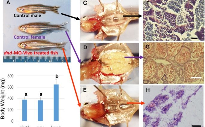 Fish fat deficiency associated with male sterility