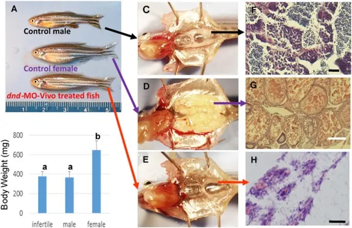 Fish fat deficiency associated with male sterility