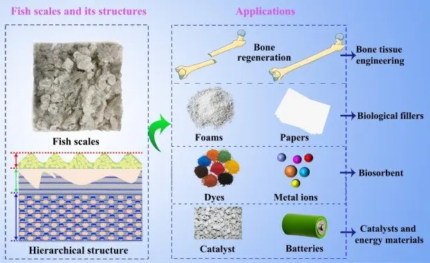 Fish scale &#8211; types, treatment