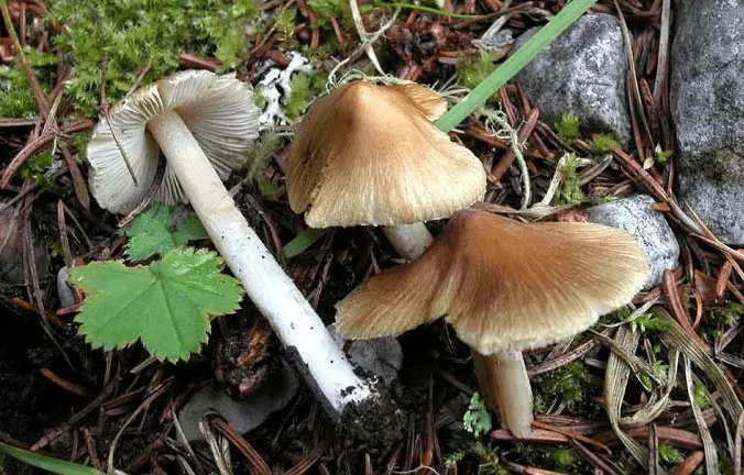 Fissured fiber (Inocybe rimosa) photo and description