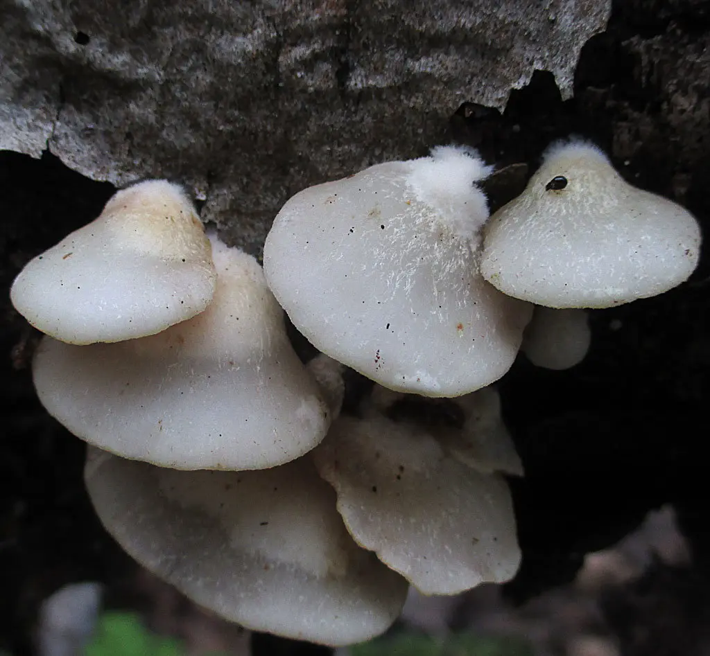 Flattened crepidot (Crepidotus applanatus) photo and description