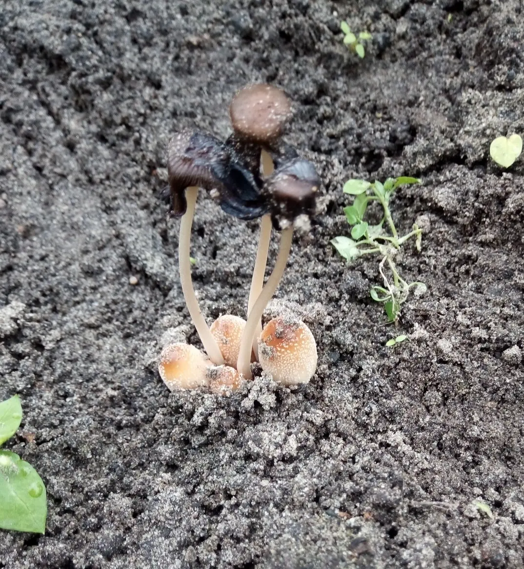 Flickering dung beetle (Coprinellus micaceus) photo and description