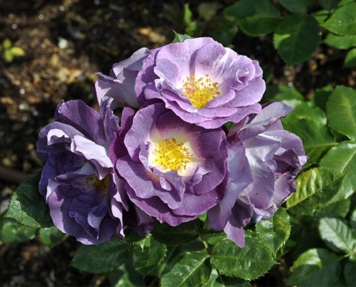 Floribunda rose Blue for You (Blue for Yu): photo and description, reviews