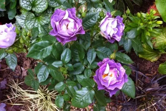 Floribunda rose Blue for You (Blue for Yu): photo and description, reviews