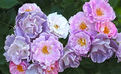 Floribunda rose Blue for You (Blue for Yu): photo and description, reviews