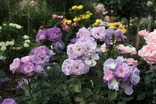 Floribunda rose Blue for You (Blue for Yu): photo and description, reviews