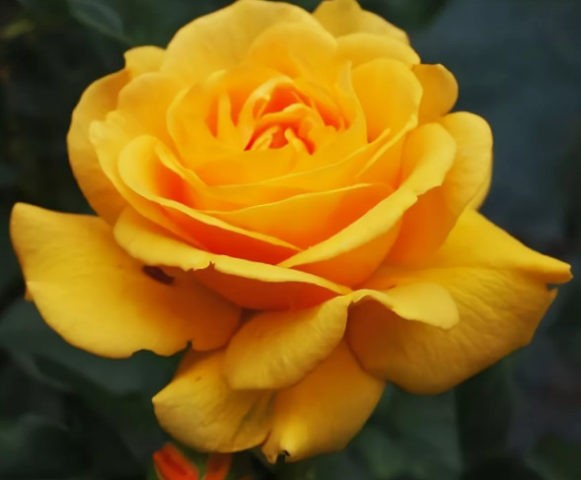 Floribunda rose Golden Dreams (Golden Dreams): planting and care, reviews