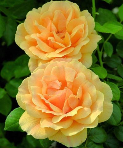 Floribunda rose Golden Dreams (Golden Dreams): planting and care, reviews