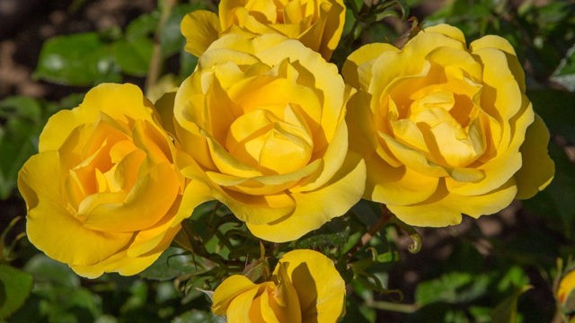 Floribunda rose Golden Dreams (Golden Dreams): planting and care, reviews