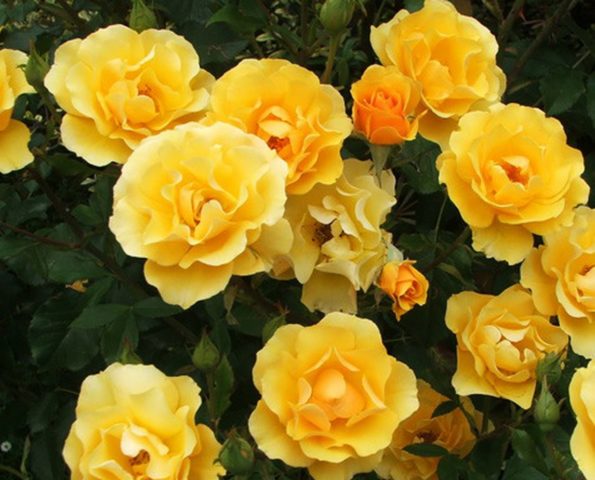 Floribunda rose Golden Dreams (Golden Dreams): planting and care, reviews