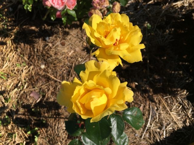 Floribunda rose Golden Dreams (Golden Dreams): planting and care, reviews