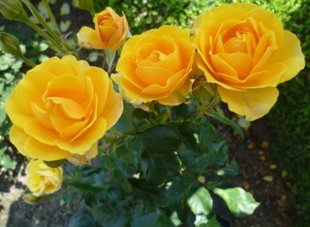 Floribunda rose Golden Dreams (Golden Dreams): planting and care, reviews