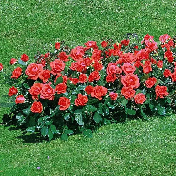 Floribunda rose: hybrid tea and polyanthus varieties