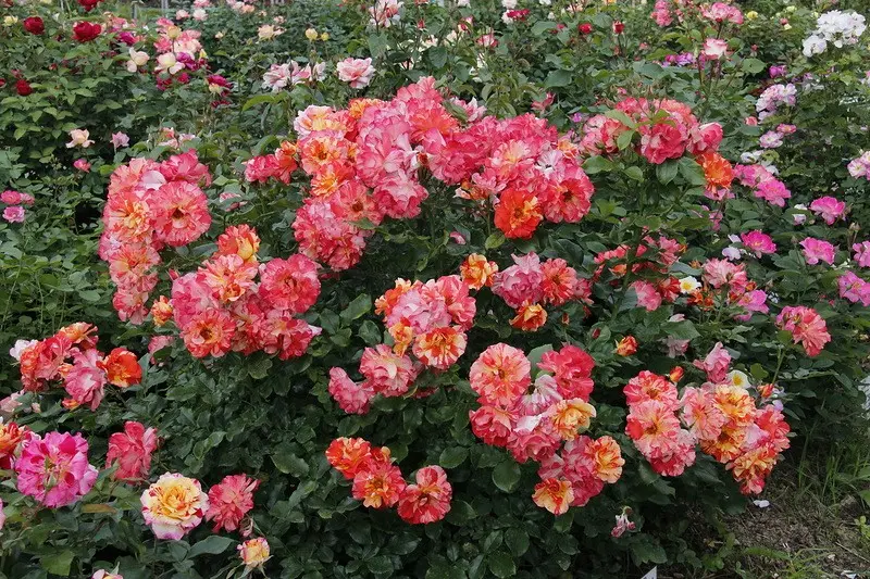 Floribunda rose: hybrid tea and polyanthus varieties