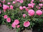 Floribunda rose: hybrid tea and polyanthus varieties