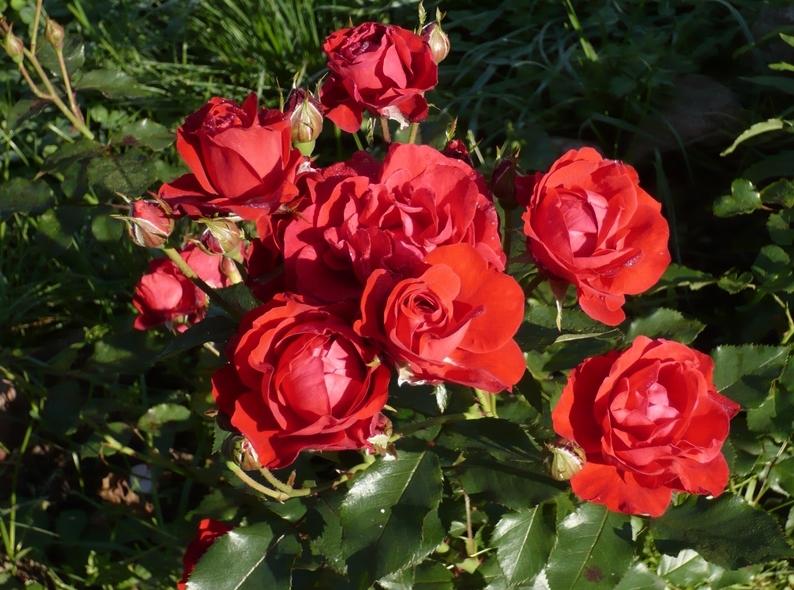 Floribunda rose: hybrid tea and polyanthus varieties