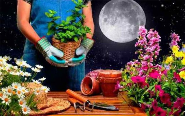 Florists lunar calendar for August 2022: indoor and garden flowers, flower beds, flower beds