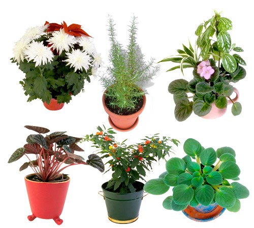 Florists lunar calendar for September 2022: indoor plants and flowers
