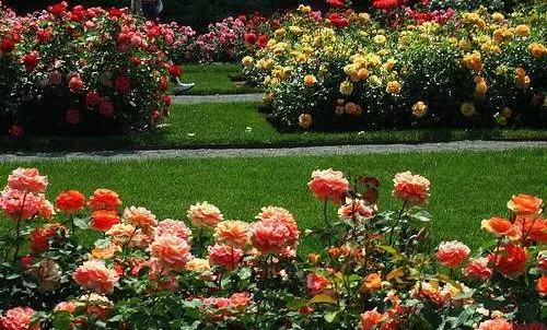 Flower bed with roses: options and ideas for arrangement