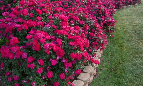 Flower bed with roses: options and ideas for arrangement