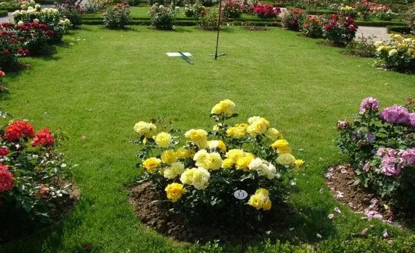 Flower bed with roses: options and ideas for arrangement