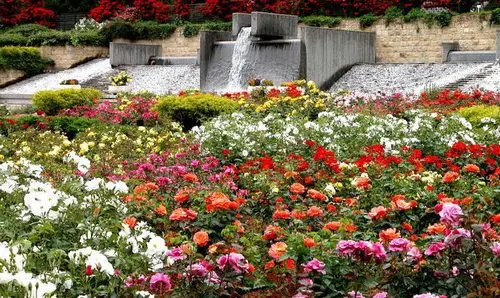 Flower bed with roses: options and ideas for arrangement