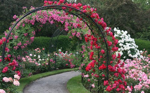 Flower bed with roses: options and ideas for arrangement