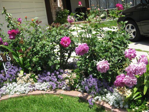 Flower bed with roses: options and ideas for arrangement