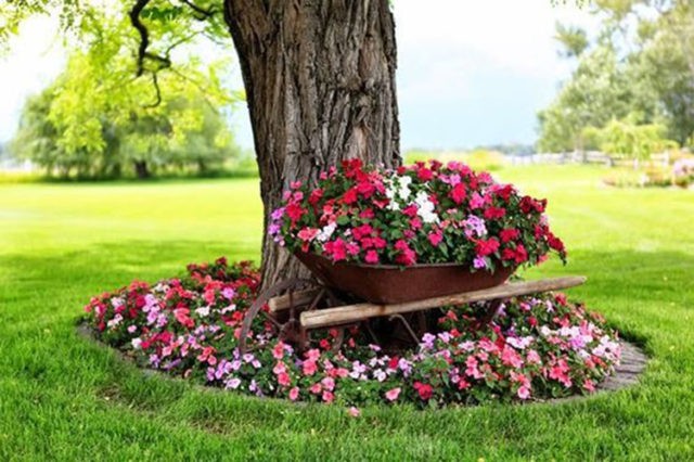 Flower garden around a tree in the country: luxurious ideas of designers + photo