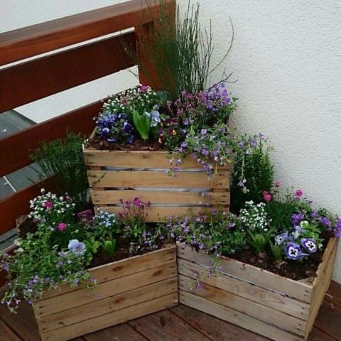 Flower garden from wooden and plastic boxes: bright and stylish ideas + photos