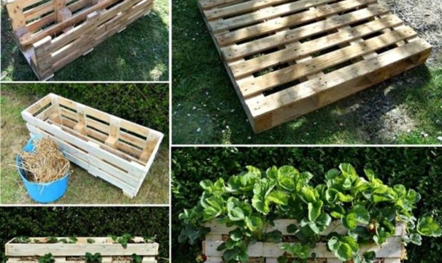 Flower garden from wooden and plastic boxes: bright and stylish ideas + photos