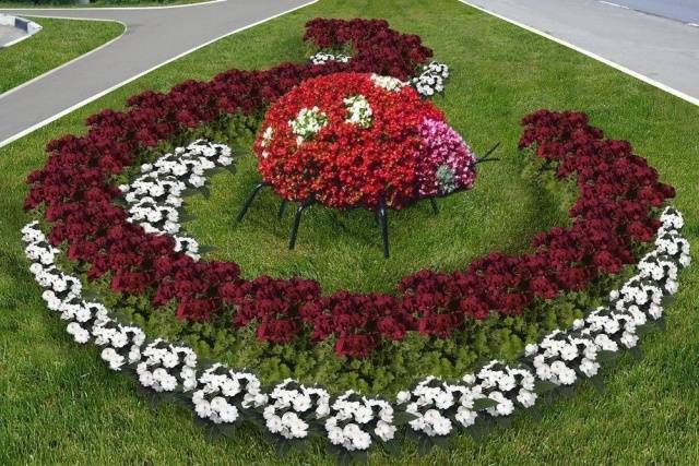 Flower garden of perennials of continuous flowering 