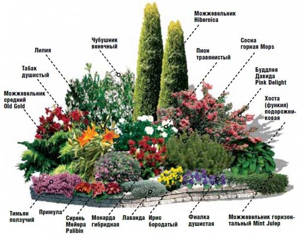 Flower garden of perennials of continuous flowering 