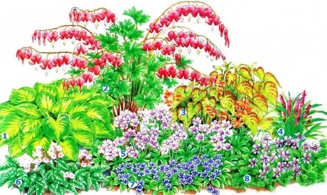 Flower garden of perennials of continuous flowering 