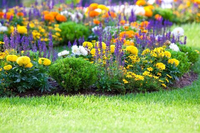 Flower garden of perennials of continuous flowering 