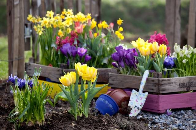 Flower garden of perennials of continuous flowering 