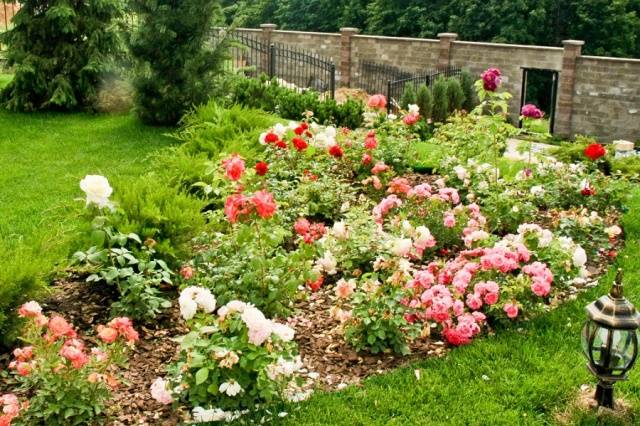 Flower garden of perennials of continuous flowering 