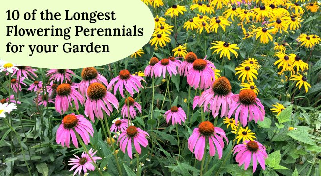 Flower garden of perennials of continuous flowering 