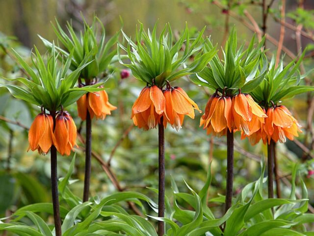 Flower hazel grouse imperial (royal): photo, planting, care, reproduction