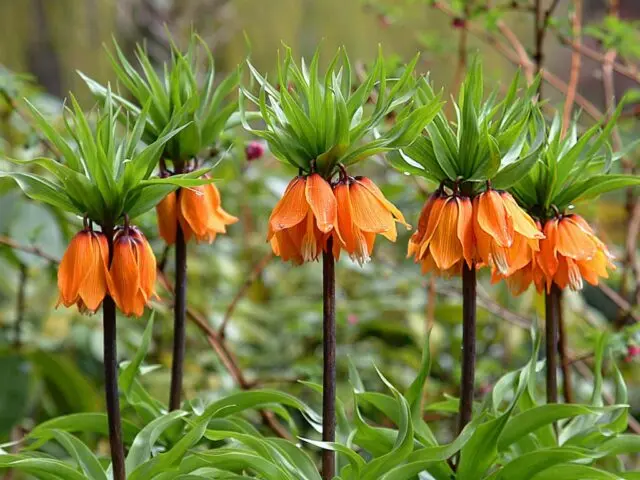 Flower hazel grouse imperial (royal): photo, planting, care, reproduction