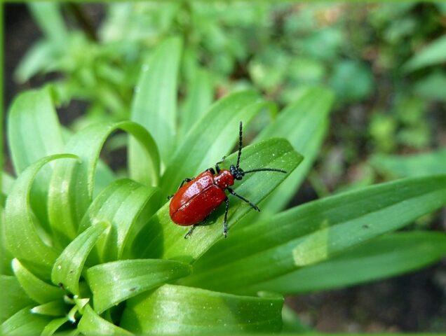 Flower hazel grouse imperial (royal): photo, planting, care, reproduction