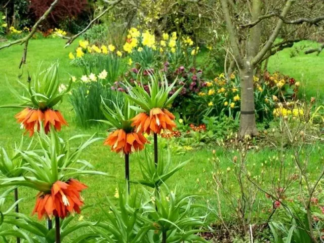 Flower hazel grouse imperial (royal): photo, planting, care, reproduction