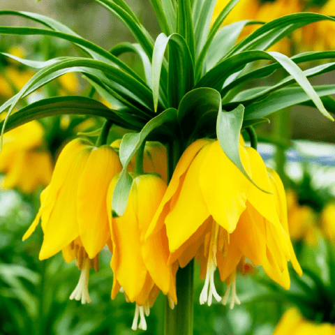 Flower hazel grouse imperial (royal): photo, planting, care, reproduction