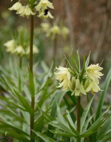 Flower hazel grouse imperial (royal): photo, planting, care, reproduction