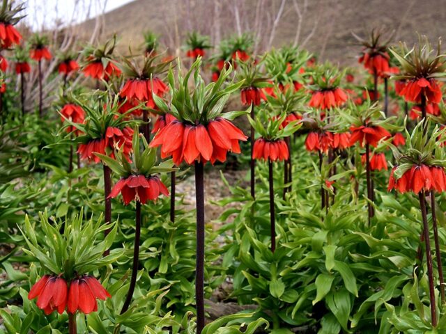 Flower hazel grouse imperial (royal): photo, planting, care, reproduction